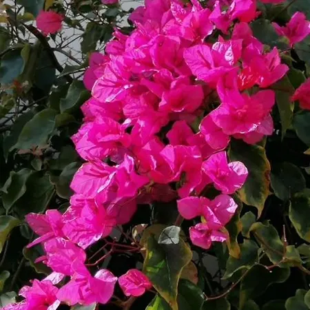 Апартаменты Casa Sophie *