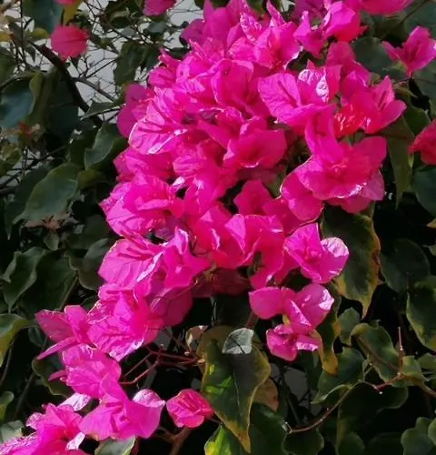 Διαμέρισμα Casa Sophie *